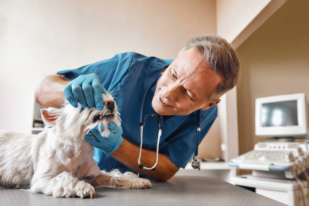 Best Emergency Root Canal Treatment in Lewistown, IL